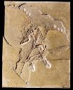 Vorschau Gipsabguss, Urvogel Archaeopteryx
