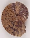 Vorschau Fossil,  Ammonit Neolobites peroni var. pervinquieri