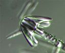 Vorschau Pheronema raphanus, Mikropräparat