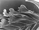 Vorschau Mikroskopische Aufnahme, Schneckenradula, Brotia gemmifera (Aufnahme 3)