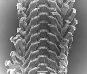 Vorschau Mikroskopische Aufnahme, Schneckenradula, Brotia patriarchalis (Aufnahme 1)