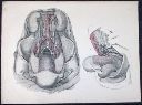 Vorschau Anatomischer Atlas von M. D. Weber, TAB. XI