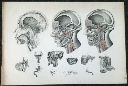 Vorschau Anatomischer Atlas von M. D. Weber, TAB VIII