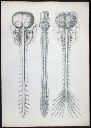 Vorschau Anatomischer Atlas von M. D. Weber, TAB. V