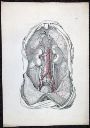 Vorschau Anatomischer Atlas von M. D. Weber, TAB. XII