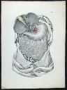 Vorschau Anatomischer Atlas von M. D. Weber, TAB. XIII