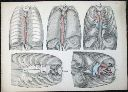 Vorschau Anatomischer Atlas von M. D. Weber, TAB. II
