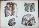 Vorschau Anatomischer Atlas von M. D. Weber, TAB. XXXVI