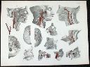 Vorschau Anatomischer Atlas von M. D. Weber, TAB. XXXVII