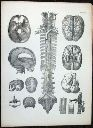 Vorschau Anatomischer Atlas von M. D. Weber, TAB. XXXVIII
