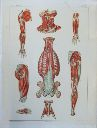 Vorschau Anatomischer Atlas von S. Laskowski, Tab. VII