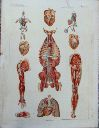 Vorschau Anatomischer Atlas von S. Laskowski, Tab. IX