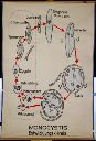 Vorschau Wandtafel, Monocystis