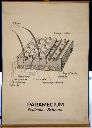 Vorschau Wandtafel, Paramecium (Pellicula-Schema)