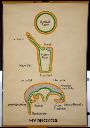 Vorschau Wandtafel, Bauschema Hydrozoa