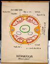 Vorschau Wandtafel, Querschnittschema Nematoda