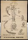 Vorschau Wandtafel, Schistosoma Entwicklungskreislauf