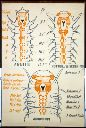 Vorschau Wandtafel,  Articulata