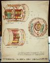 Vorschau Wandtafel, Lumbricus Gefäßschema