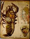 Vorschau Wandtafel, Astacus Anatomie