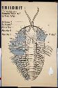 Vorschau Wandtafel, Triolobit Triarthrus