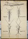 Vorschau Wandtafel, Apterygota