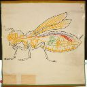 Vorschau Wandtafel, Schema eines Insekts