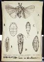 Vorschau Wandtafel, Strepsiptera