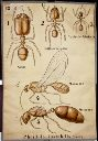 Vorschau Wandtafel, Pheidole instabilis