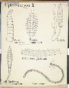 Vorschau Wandtafel, Dipterenlarven II