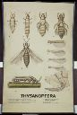 Vorschau Wandtafel, Thysanoptera