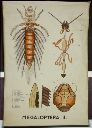 Vorschau Wandtafel, Megaloptera II (Larven)