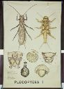 Vorschau Wandtafel, Plecoptera I