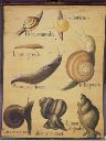 Vorschau Wandtafel, Gastropoda, Formenübersicht