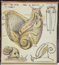 Vorschau Wandtafel, Helix pomatia, Anatomie