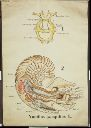 Vorschau Wandtafel, Nautilus pompilius