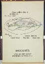 Vorschau Wandtafel, Anodonta (Filtration)