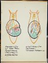 Vorschau Wandtafel, Mollusca, Torsion, Asymm., Detorsion II