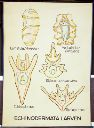 Vorschau Wandtafel, Echinodermata Larven