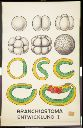 Vorschau Wandtafel, Branchiostoma Entwicklung I