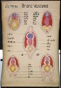 Vorschau Wandtafel, Branchiostoma Entwicklung V