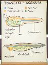 Vorschau Wandtafel, Tunicata-Acrania