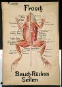 Vorschau Wandtafel,  Frosch, Bauch-, Rückenmuskulatur