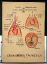 Vorschau Wandtafel, Cavia aperea (Thoraxorgane)