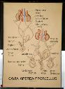 Vorschau Wandtafel, Cavia aperea (Urogenitalsystem)