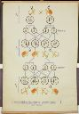 Vorschau Wandtafel, Geschlechtsgebundene Vererbung Drosophila I