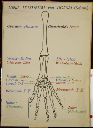 Vorschau Wandtafel, Schema der pentadactylen Extremität