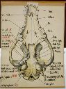 Vorschau Wandtafel, Hundeoberschädel von ventral