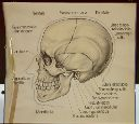 Vorschau Wandtafel, Mensch, Schädel von der Seite