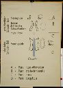 Vorschau Wandtafel, Neurocranium, Entwicklung I